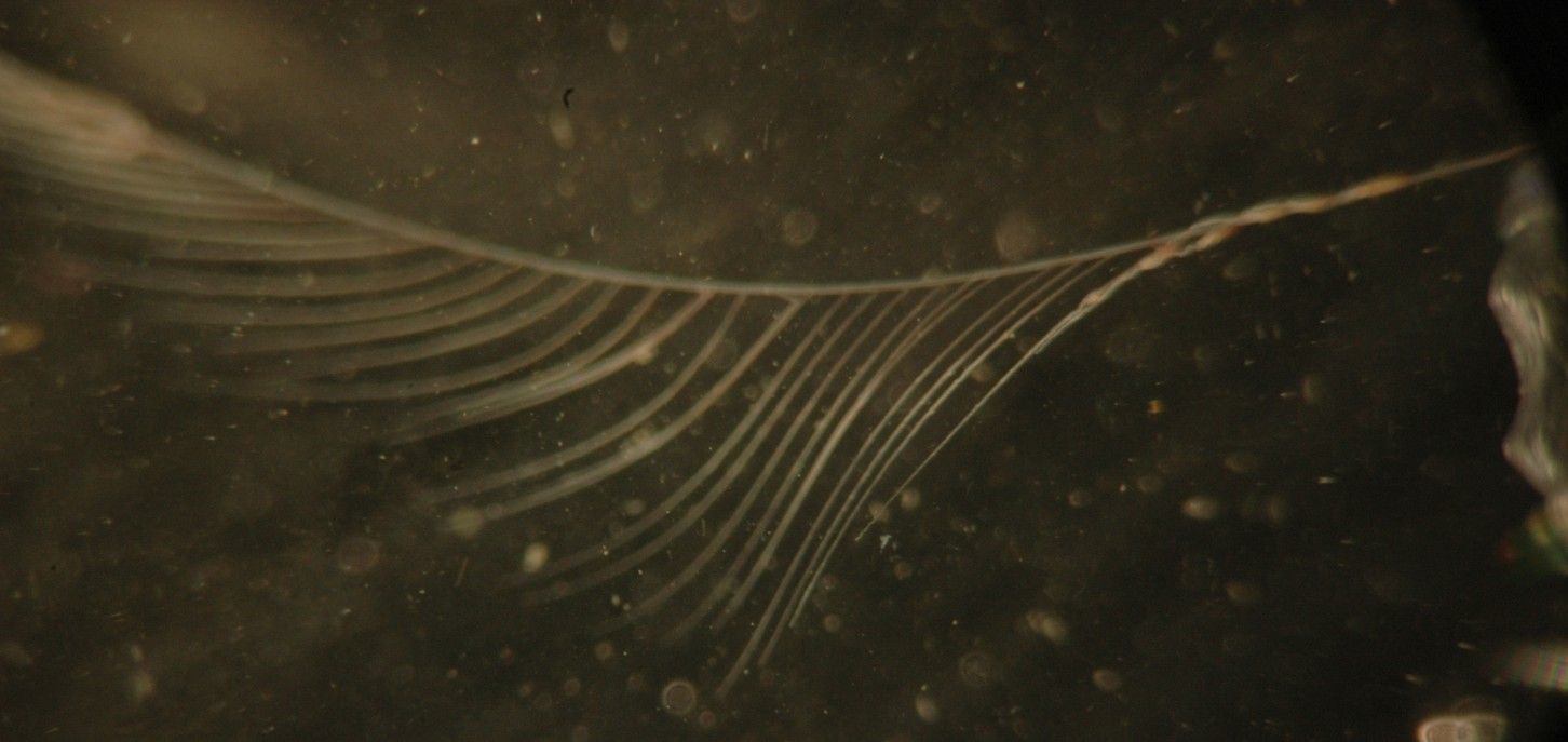 Image of Pacific sea gooseberry