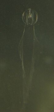 Image de Pleurobrachia bachei A. Agassiz 1860