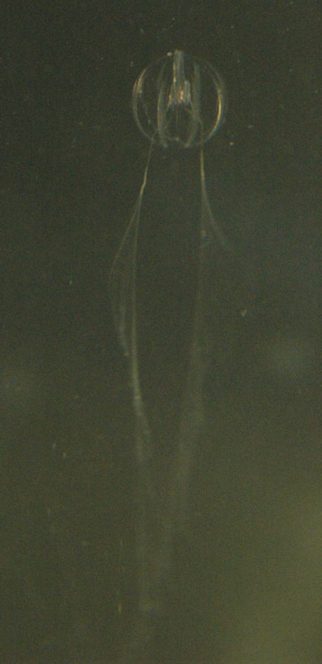 Image of Pacific sea gooseberry