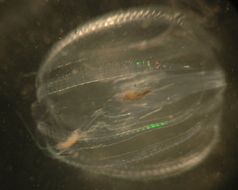 Image of Pacific sea gooseberry