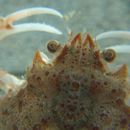 Image of Bairdi crab
