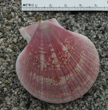 Image of Pacific pink scallop