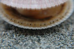 Image of Pacific pink scallop