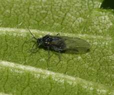 Image of Woolly aphids