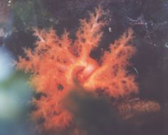 Image of Orange Sea Cucumber