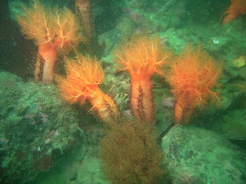 Image of Orange Sea Cucumber