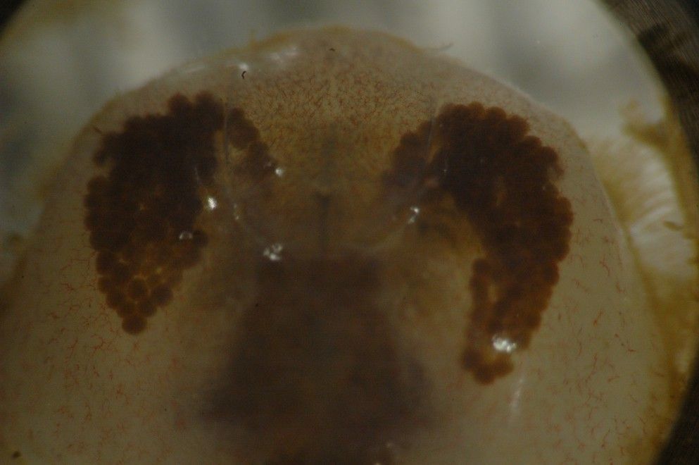 Image of grooved mussel crab