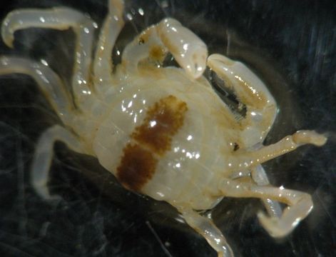 Image of grooved mussel crab