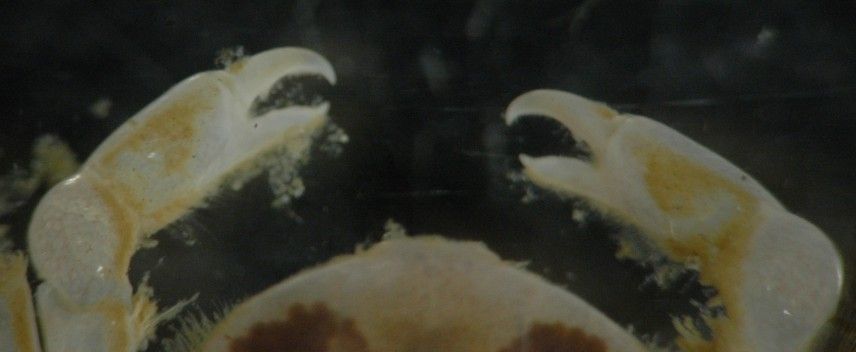 Image of grooved mussel crab