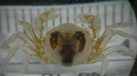 Image of grooved mussel crab