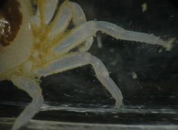 Image of grooved mussel crab