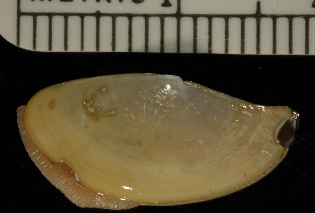 Image of <i>Yoldia seminuda</i>