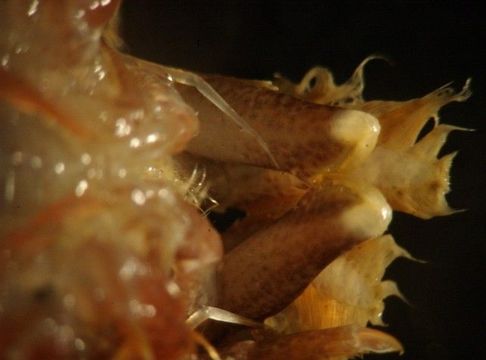 Image of coastal shrimp