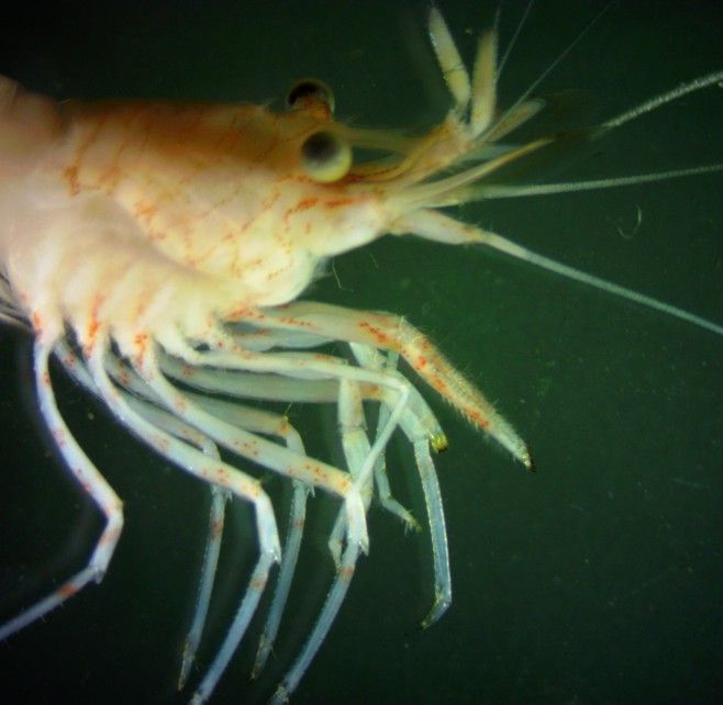 Image of Sitka coastal shrimp