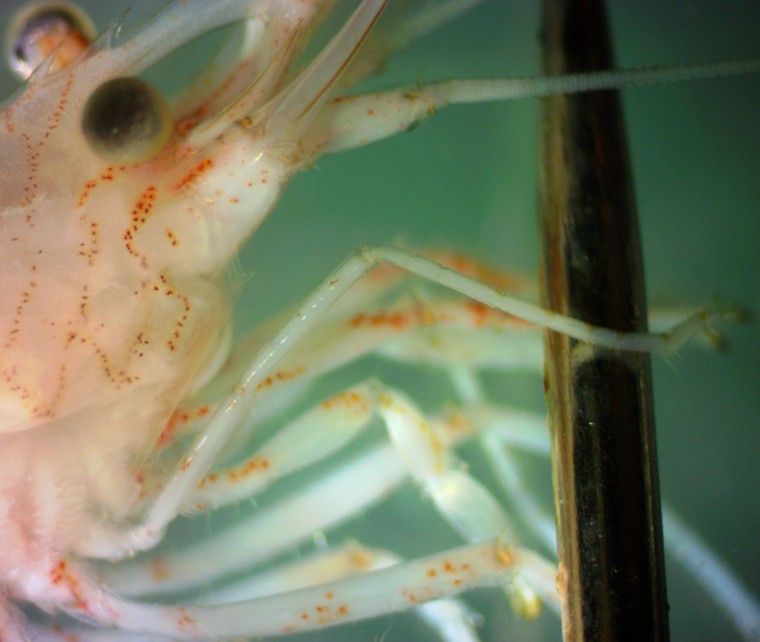 Image of Sitka coastal shrimp