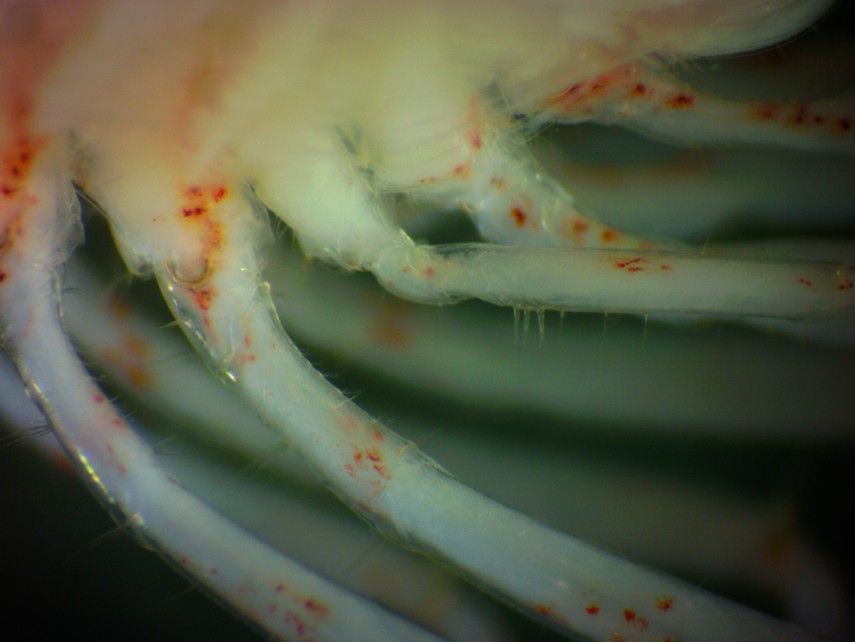 Image of Sitka coastal shrimp