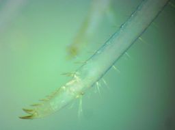 Image of Sitka coastal shrimp