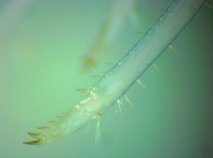 Image of Sitka coastal shrimp