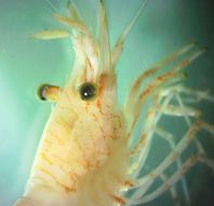 Image of Sitka coastal shrimp