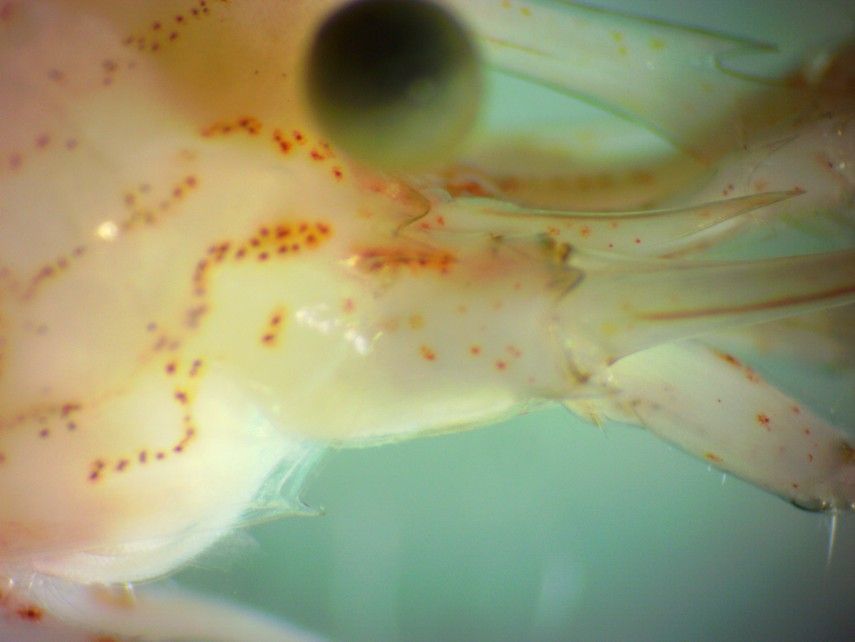 Image of Sitka coastal shrimp