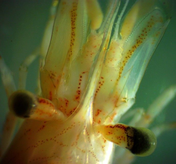 Image of Sitka coastal shrimp