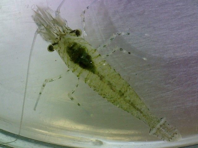 Image of Sitka coastal shrimp