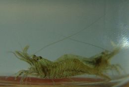Image of Sitka coastal shrimp