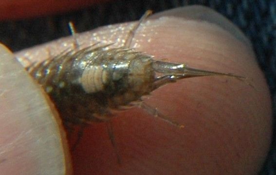 Image of Western Sea Roach