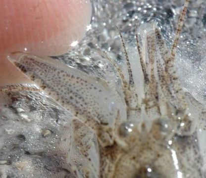 Image of Alaska Bay shrimp