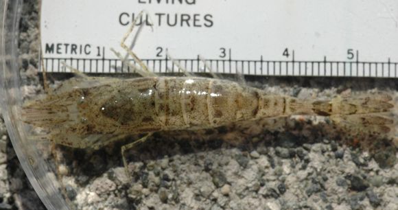 Image of Alaska Bay shrimp