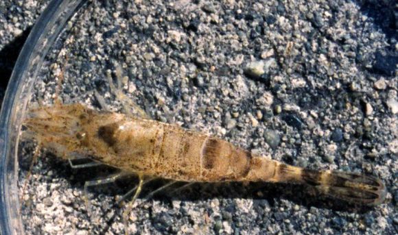 Image of Alaska Bay shrimp