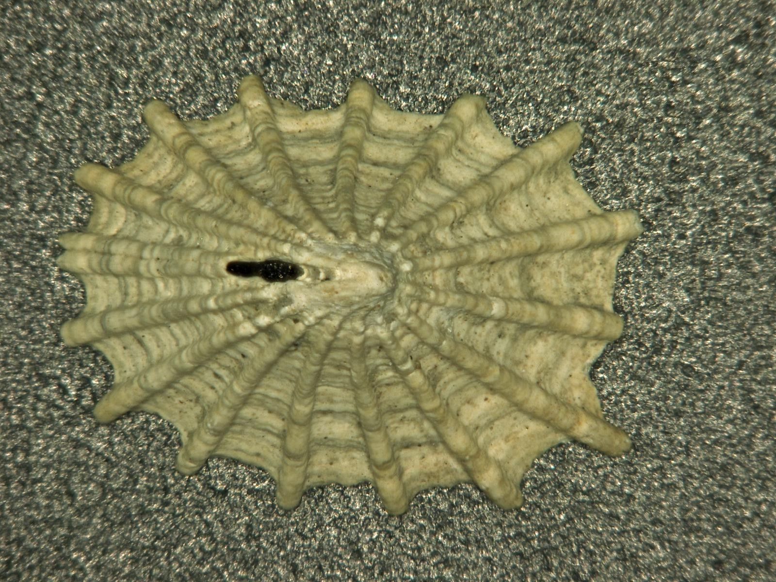 Image of Puncturella cucullata (Gould 1846)
