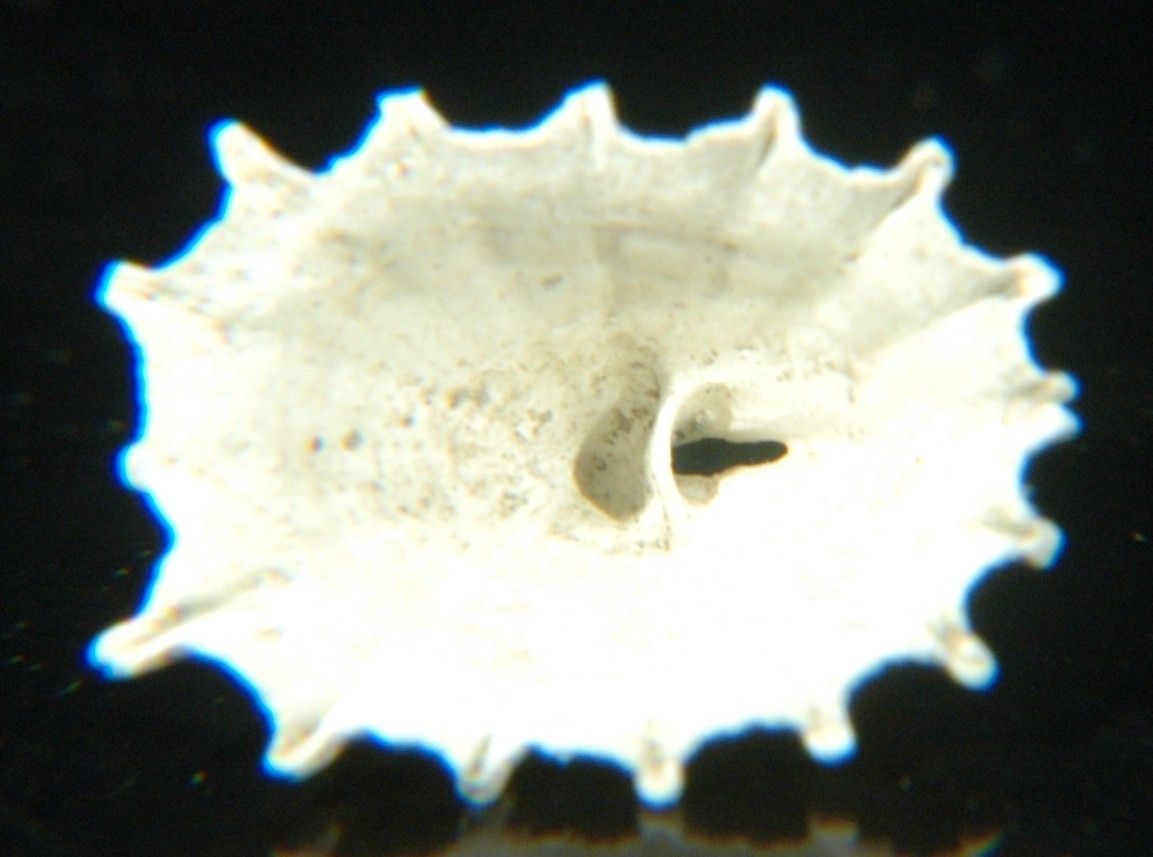 Image de Puncturella cucullata (Gould 1846)