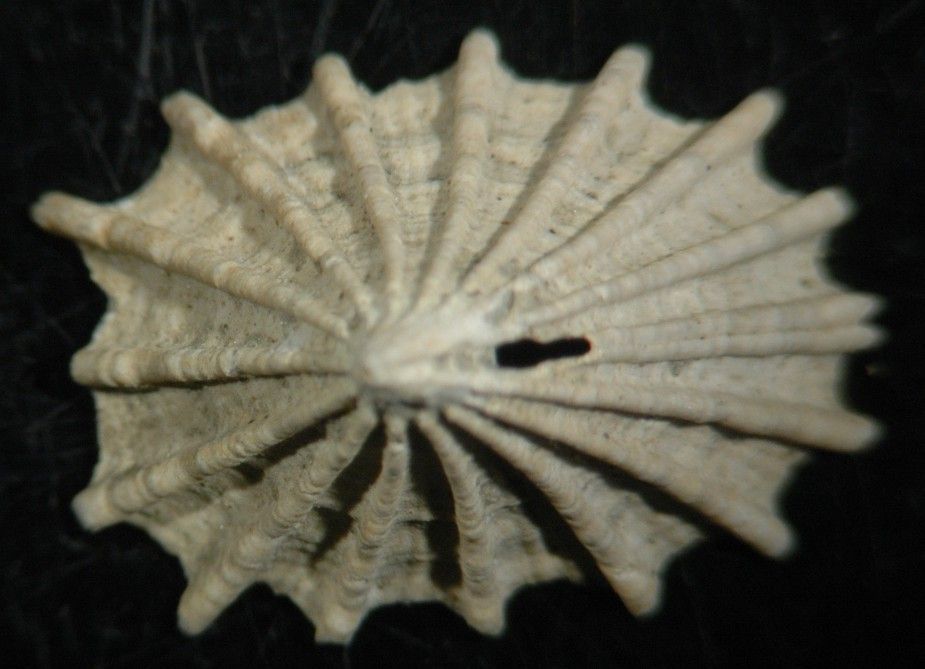 Image of Puncturella cucullata (Gould 1846)