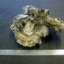 Image of Miyagi oyster
