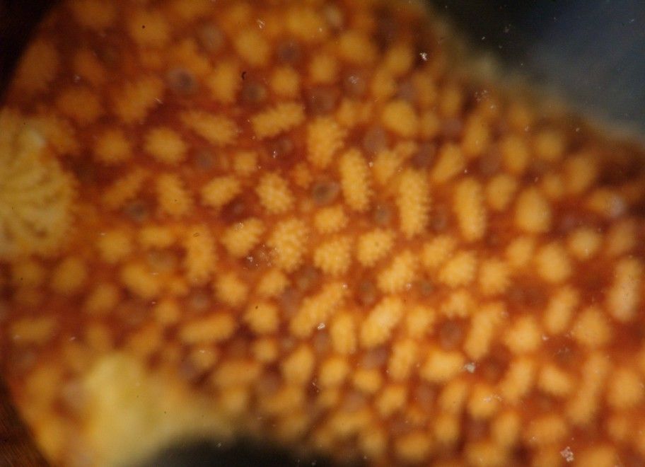 Image of Henricia pumila Eernisse, Strathmann & Strathmann 2010