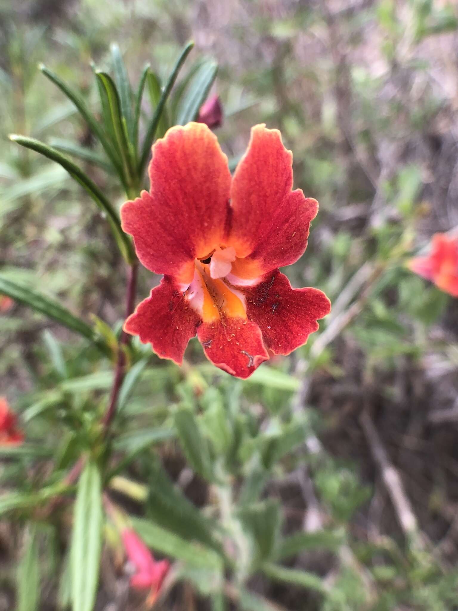 Image of red bush monkeyflower