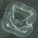 Image of cross jellyfish