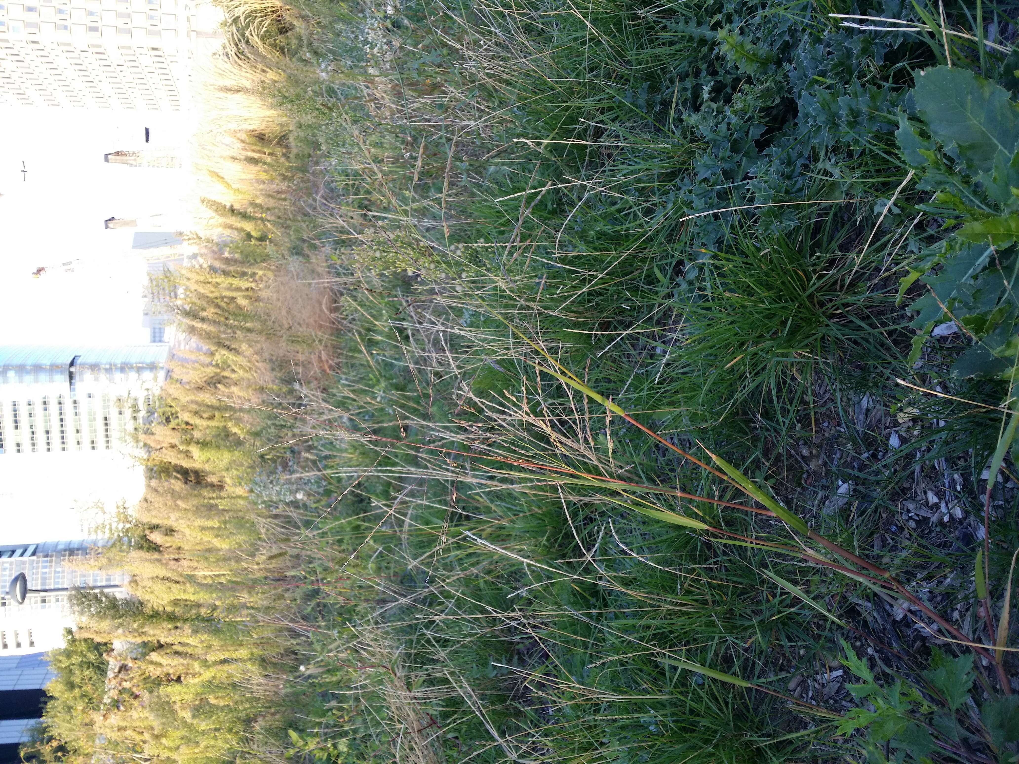 Image of fall panicgrass