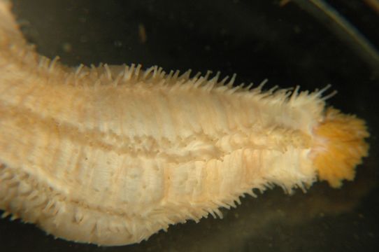 Image of pale sea cucumber