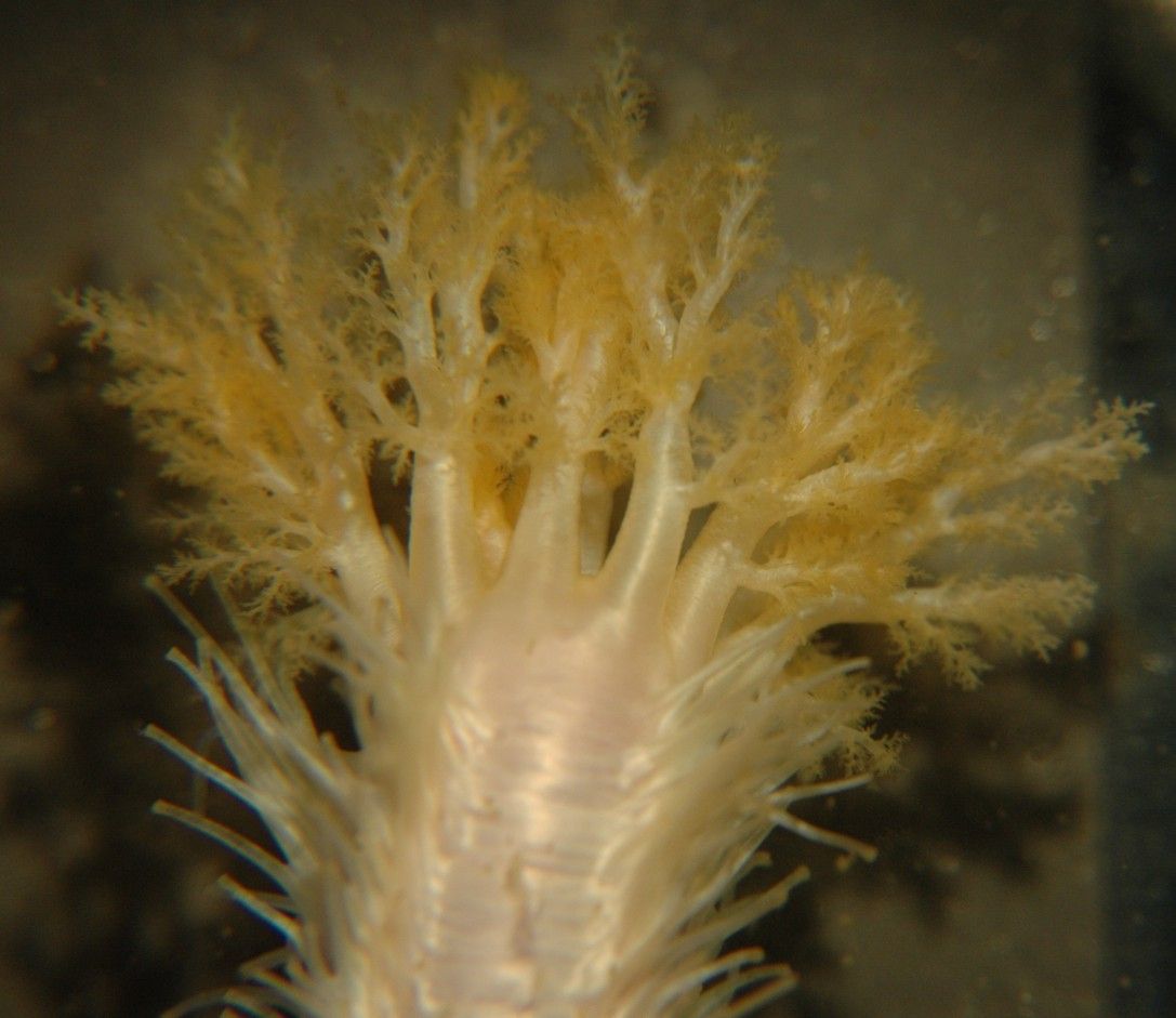 Image of pale sea cucumber