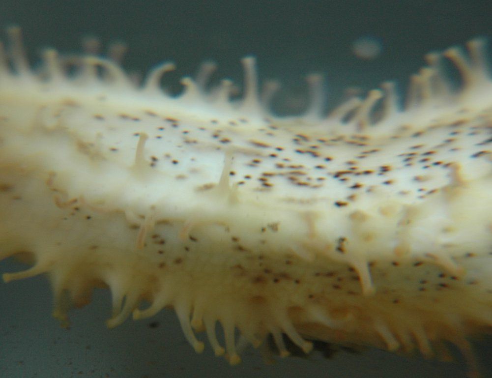 Image of peppered sea cucumber