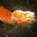 Image of Dana's bladed shrimp