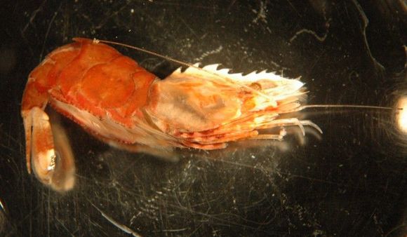 Image of Dana's bladed shrimp