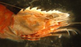 Image of Dana's bladed shrimp