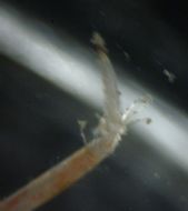 Image of Dana's bladed shrimp