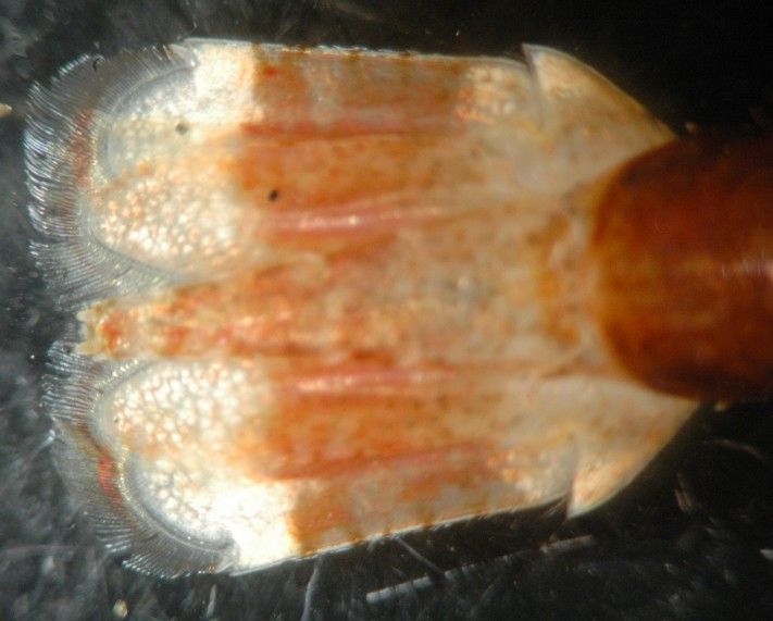 Image of Dana's bladed shrimp