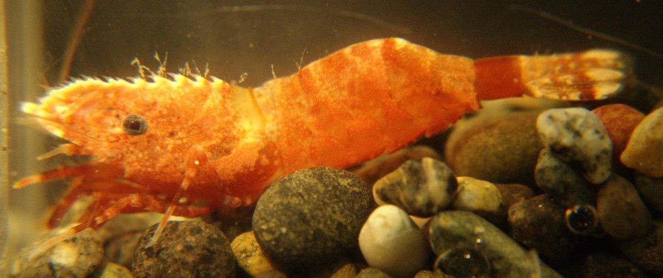 Image of Dana's bladed shrimp