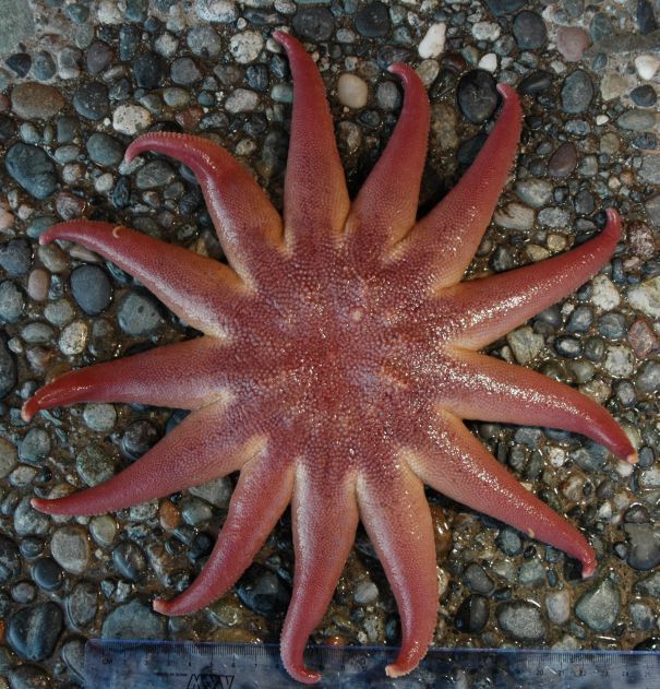 Image of Solaster Forbes 1839