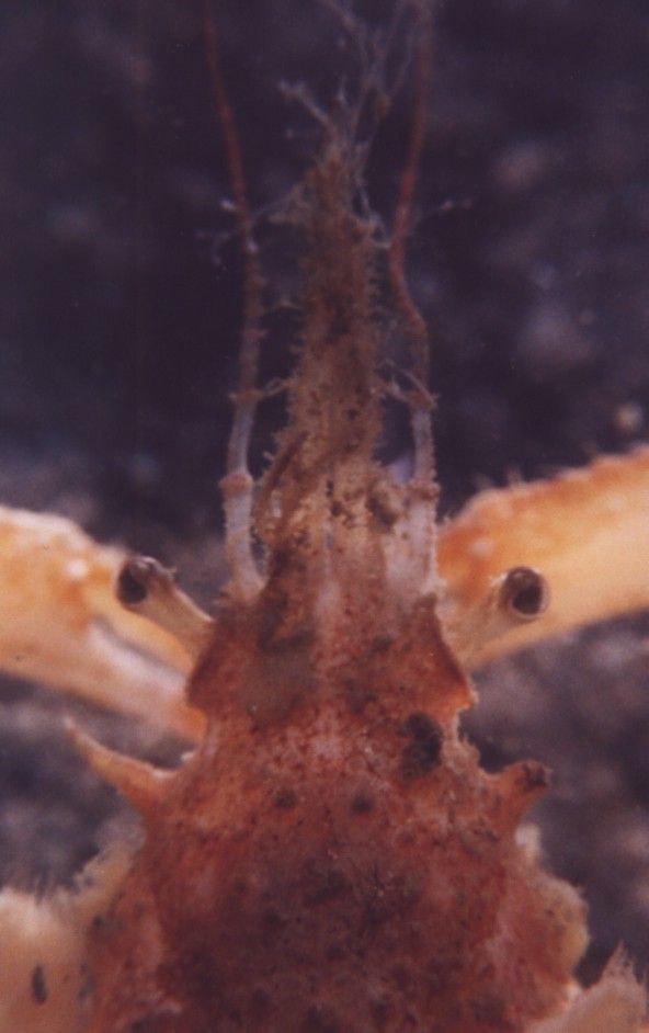 graceful decorator crab - Encyclopedia of Life